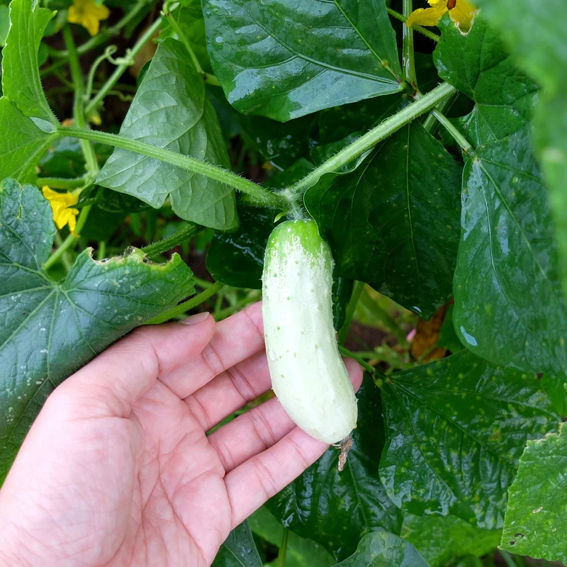 Concombre à cornichon ‘Salt and Pepper’ ( Cucumis sativus )