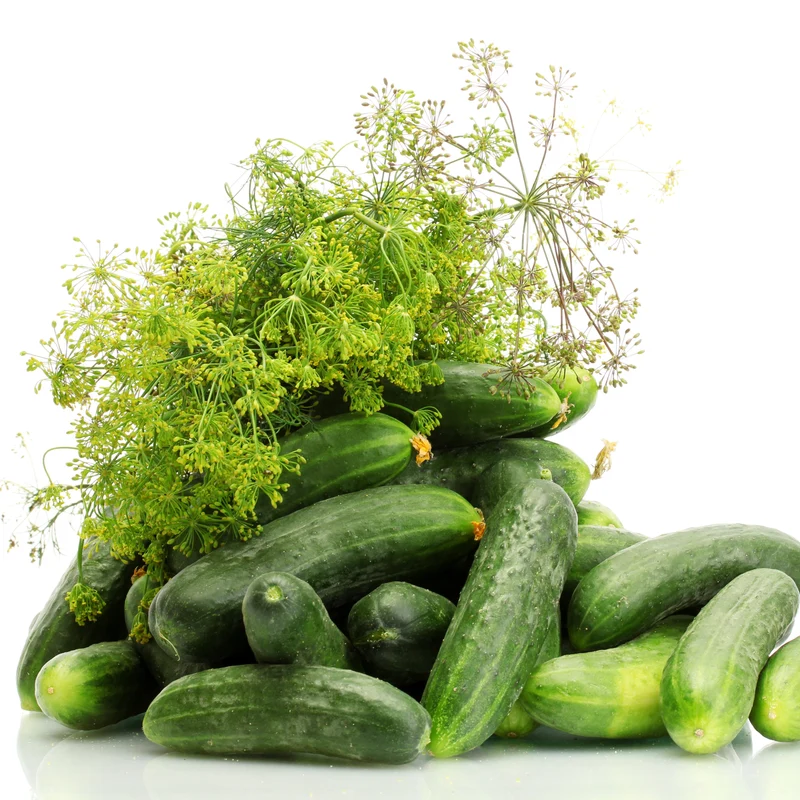 Concombre à cornichon ‘Eureka’ F1 ( Cucumis sativus )