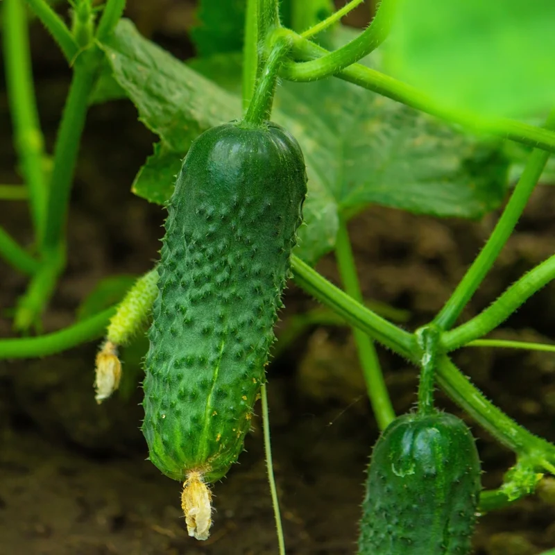 Concombre à cornichon ‘Petipikel’ F1 ( Cucumis sativus )