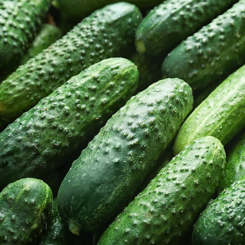 Concombre à cornichon ‘Corentine’ F1 ( Cucumis sativus )