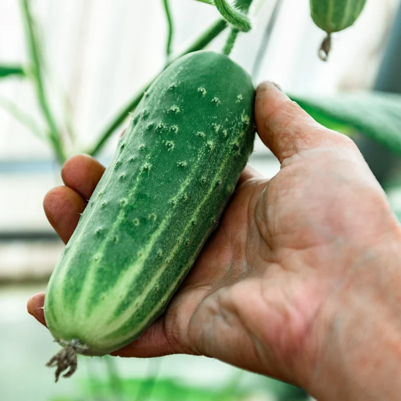 Concombre à cornichon ‘Arabian’ F1 ( Cucumis sativus )