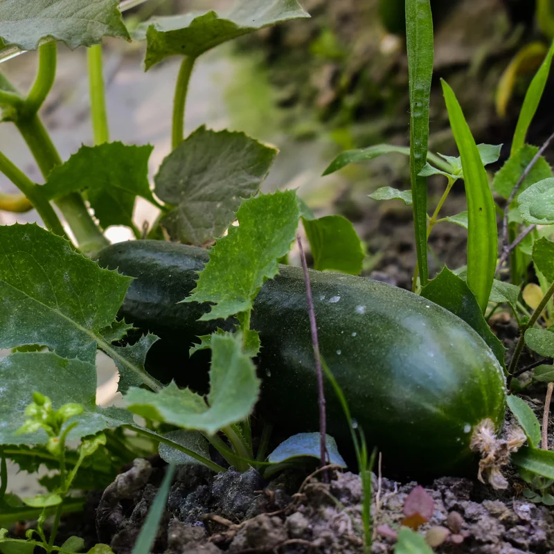 Concombre ‘Marketmore 76’ ( Cucumis sativus )