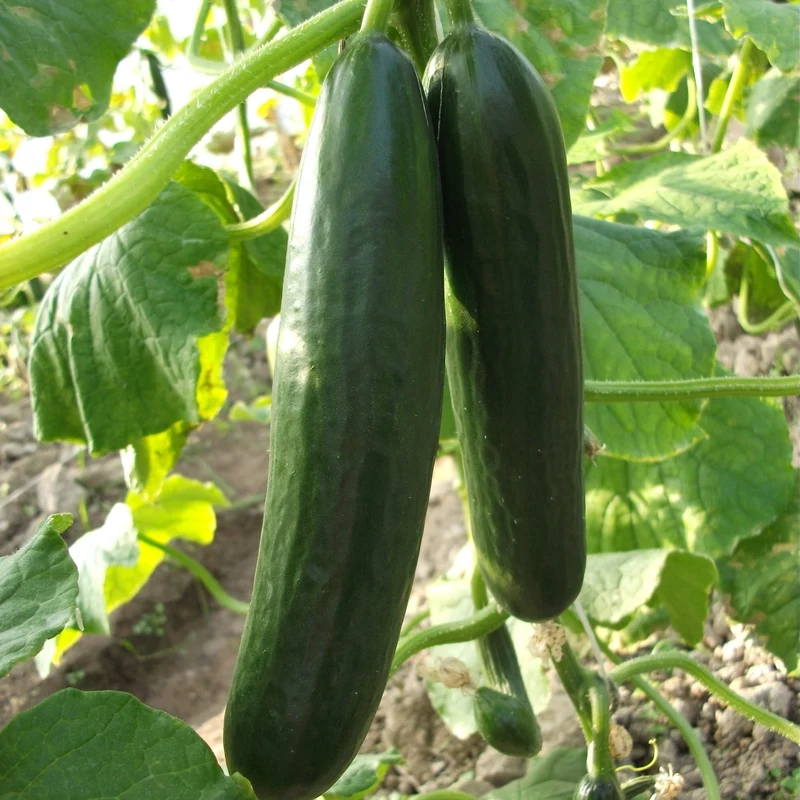 Concombre ‘Sweet Success’ F1 ( Cucumis sativus )