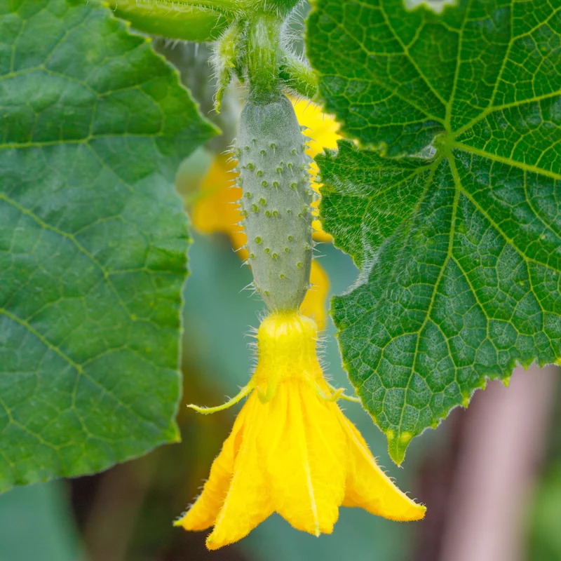 Concombre ‘Quick Snack’ F1 ( Cucumis sativus )