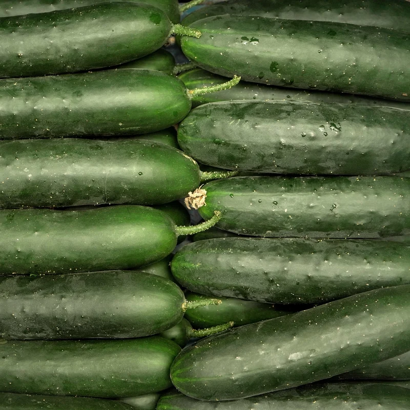 Concombre ‘Lisboa Parthénocarpique’ F1 ( Cucumis sativus )