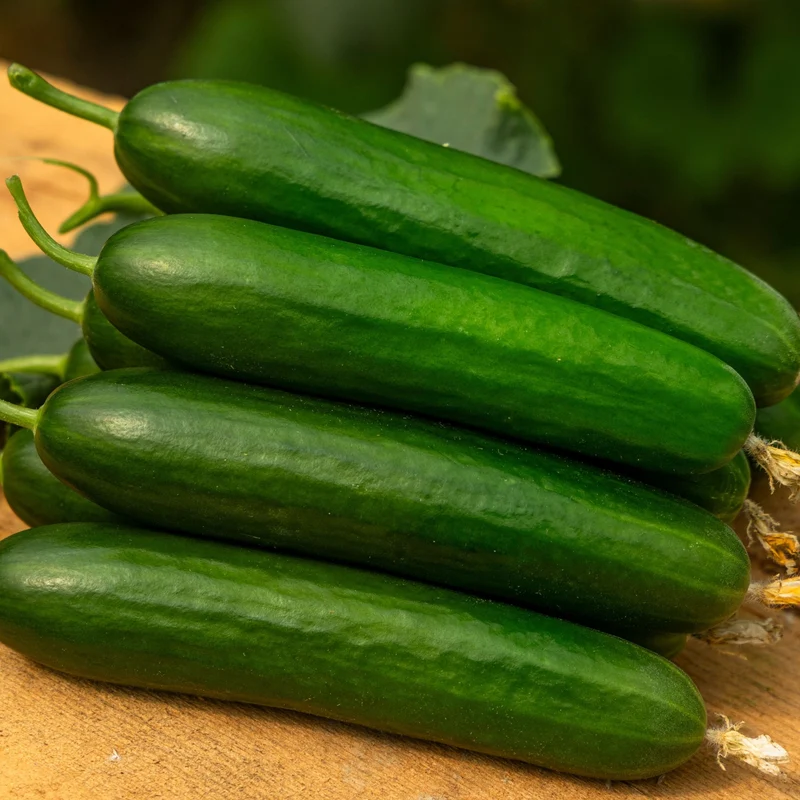 Concombre ‘Green Light’ ( Cucumis sativus )