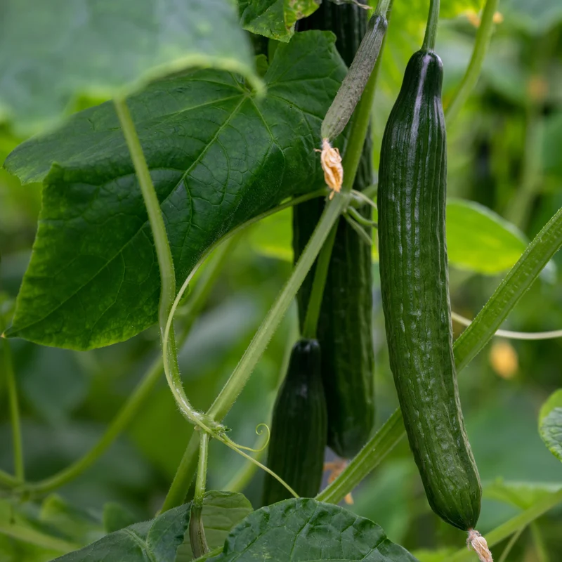 Concombre ‘Burpless No. 26’ F1 bio ( Cucumis sativus )