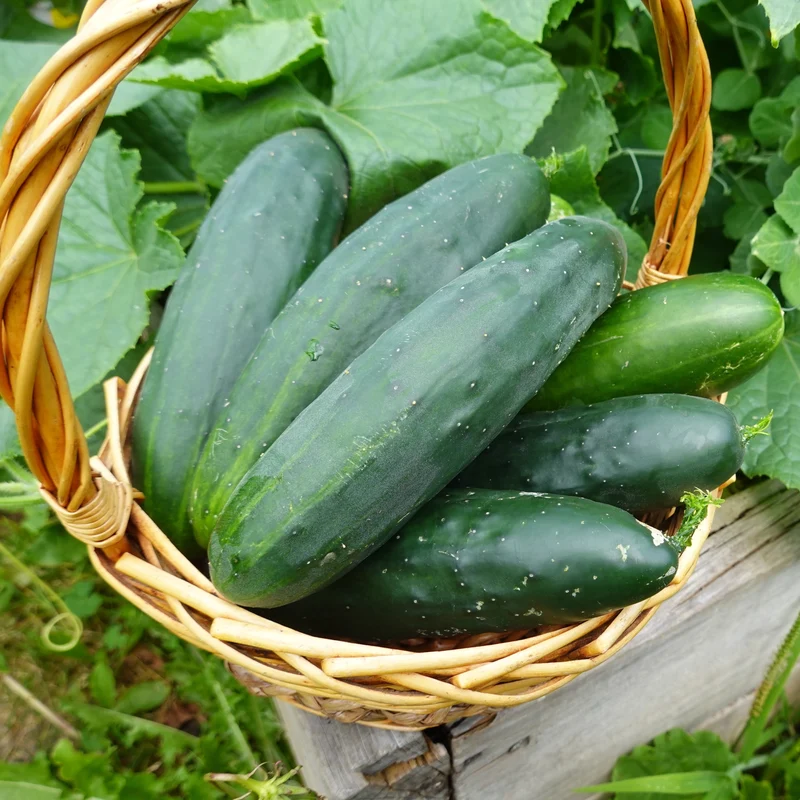 Concombre ‘Bristol’ F1 ( Cucumis sativus )