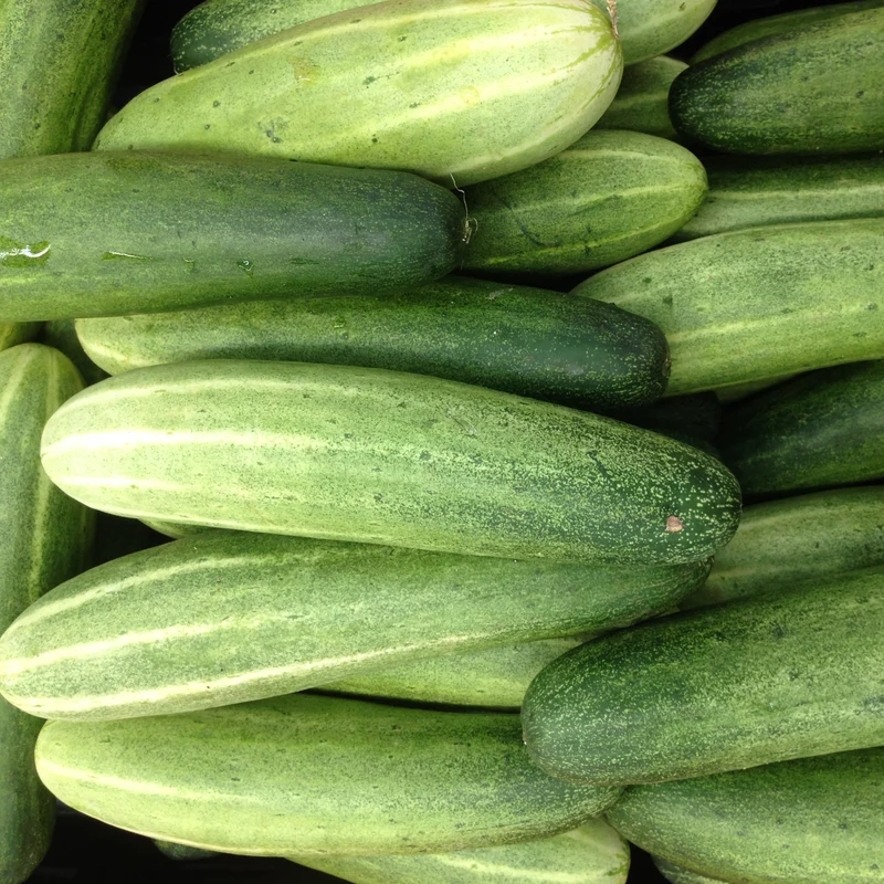 Concombre ‘Diva’ ( Cucumis sativus )