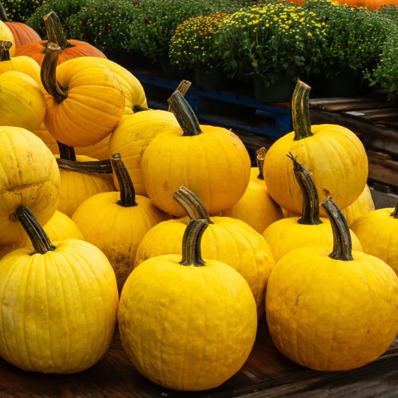 Citrouille jaune ‘Sunlight’ F1 ( Cucurbita pepo )