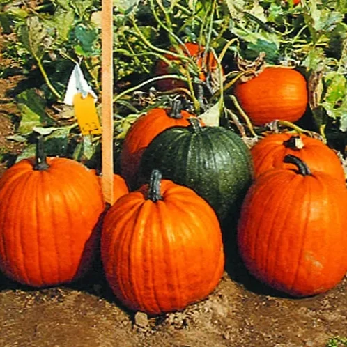 Citrouille ‘Petite Sucrée’ ( Cucurbita pepo )