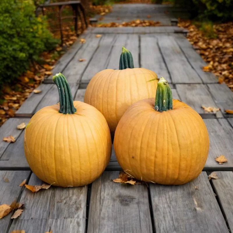 Citrouille ‘Spicy Mocha’ F1 ( Cucurbita pepo )