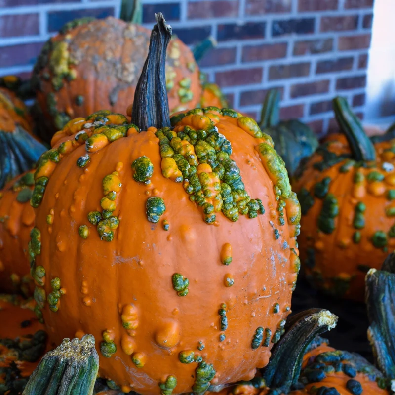 Citrouille ‘Scarface’ F1 ( Cucurbita pepo )