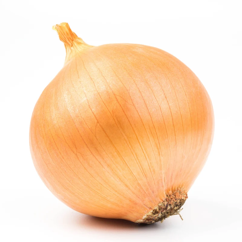 Oignon Lasalle F1 ( Allium cepa )
