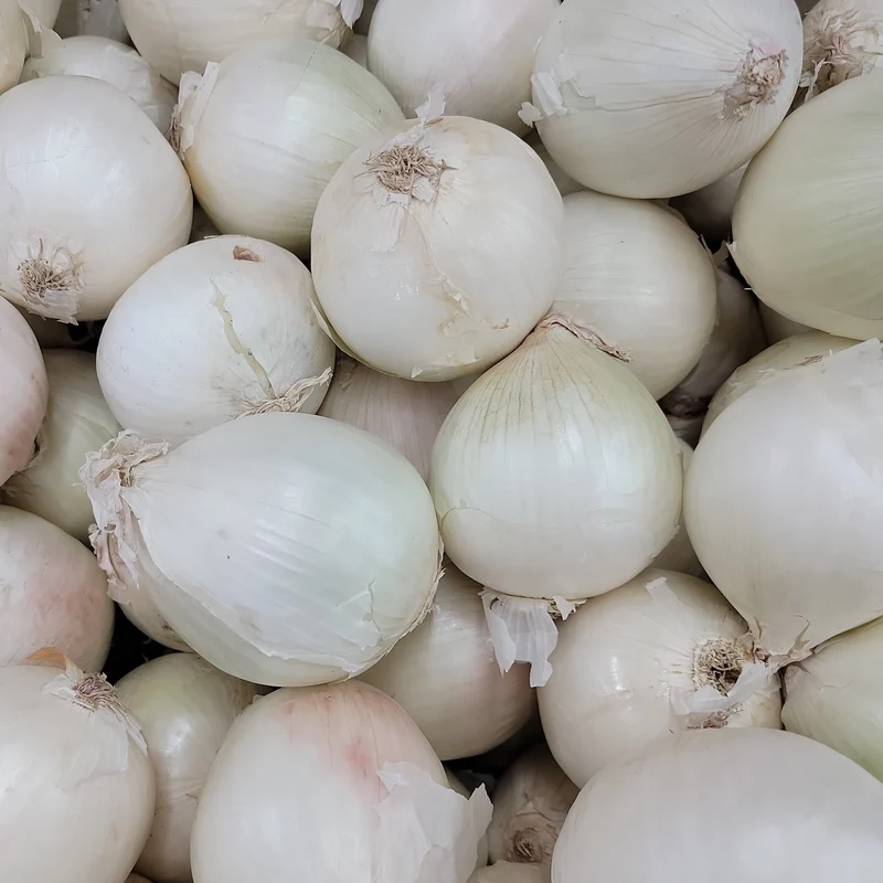 Oignon White Wing F1 ( Allium cepa )
