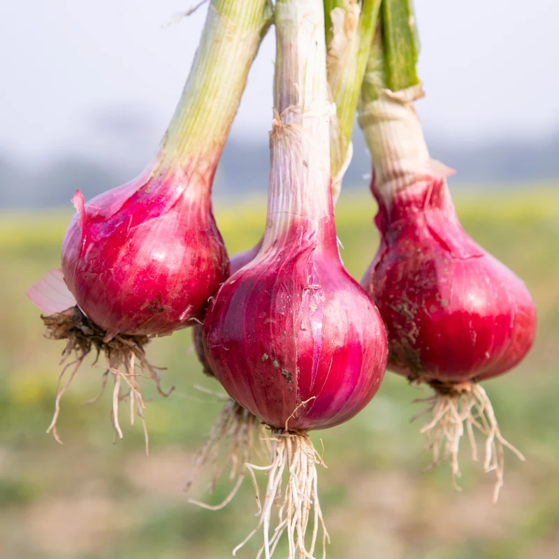 Oignon Red Bull F1 ( Allium cepa )
