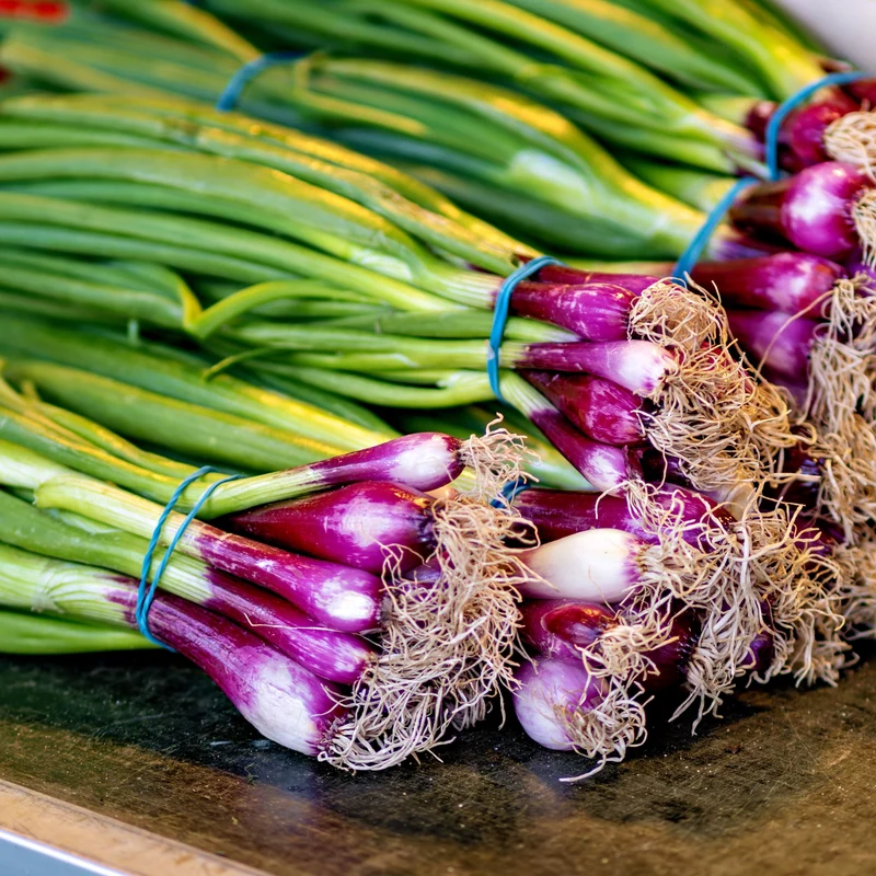 Oignon Red Baron F1 ( Allium cepa )