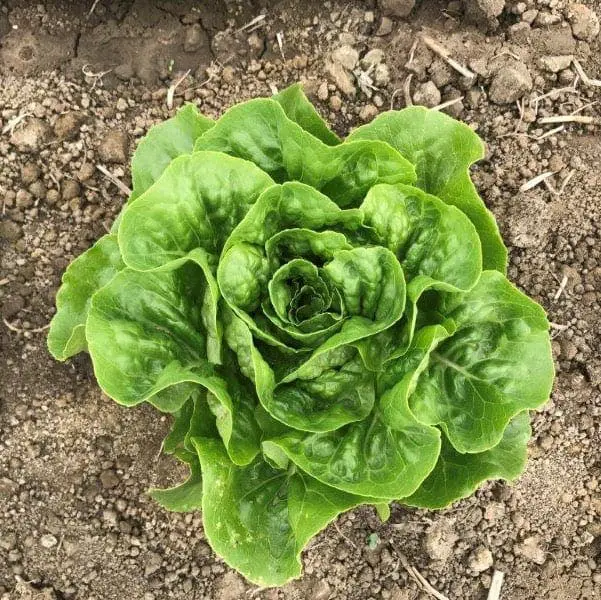 Laitue mini romaine ‘Xalbadora’ ( Lactuca sativa )