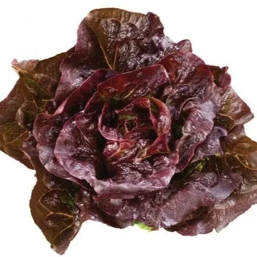 Laitue mini romaine rouge ‘Pomegranate Crunch’ ( Lactuca sativa )