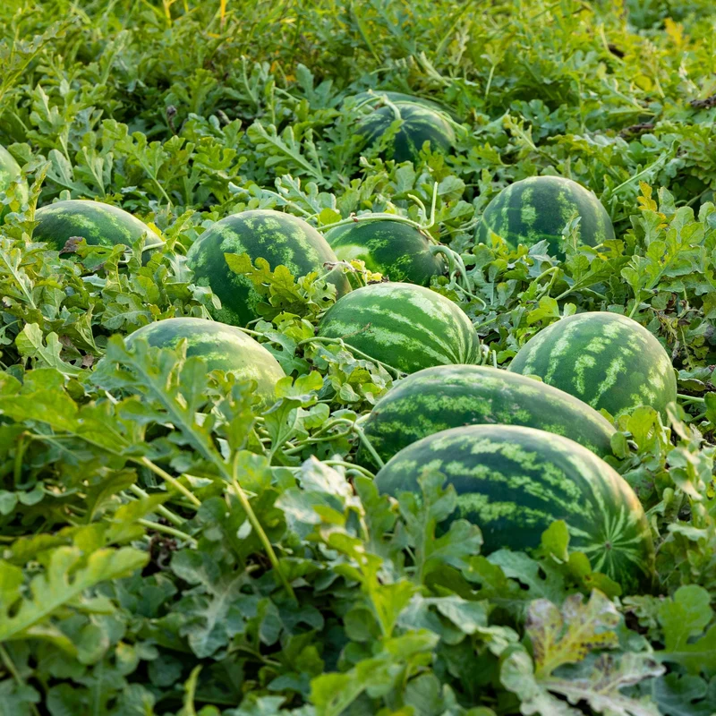 Melon d'eau pollinisateur Ace F1 ( Citrullus lanatus )