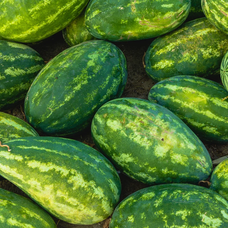 Melon d‘eau ’Stargazer' F1 ( Citrullus lanatus )