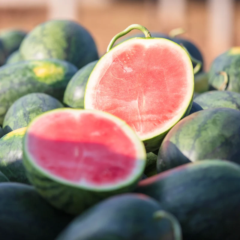 Melon d'eau Tyrion F1 ( Citrullus lanatus )