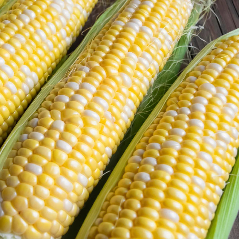 Maïs sucré Nirvana F1 ( Zea mays )