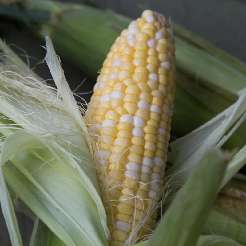 Maïs sucré Providence F1 ( Zea mays )