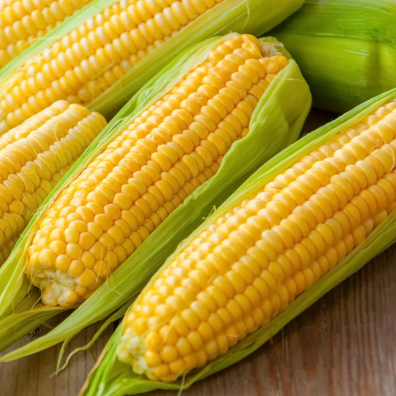 Maïs sucré Honey Select F1 ( Zea mays )