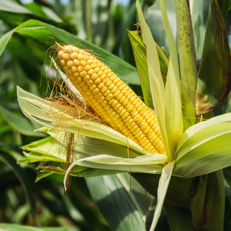 Maïs Sucré Equinox F1 ( Zea mays )