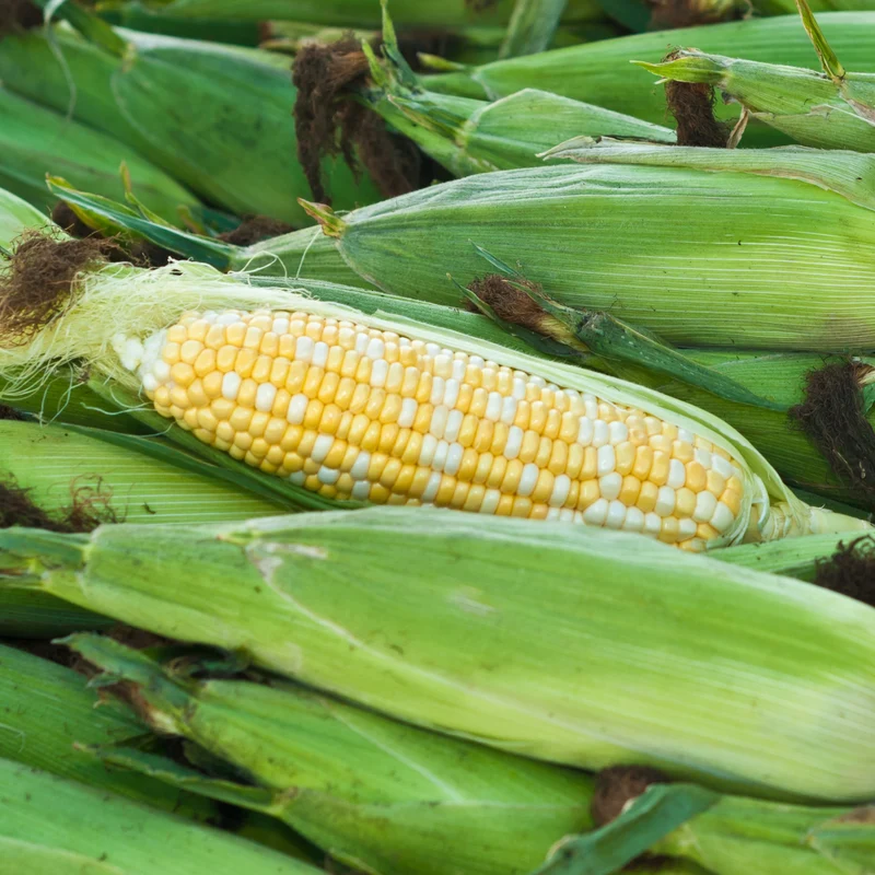 Maïs sucré Fast Lane F1 ( Zea mays )