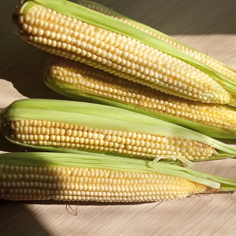 Maïs sucré Café F1 ( Zea mays )