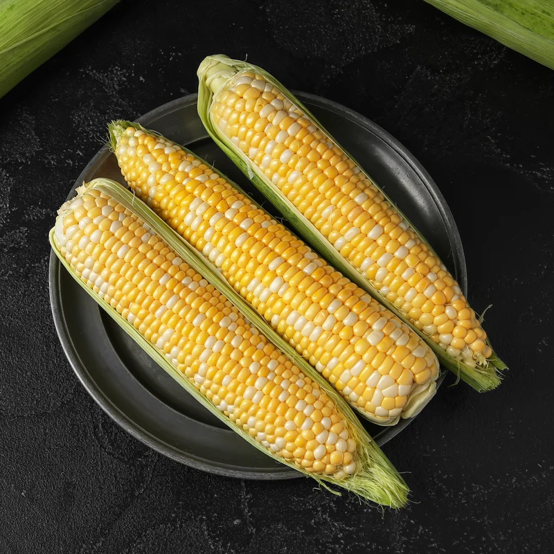Maïs sucré Bon Jour F1 ( Zea mays )