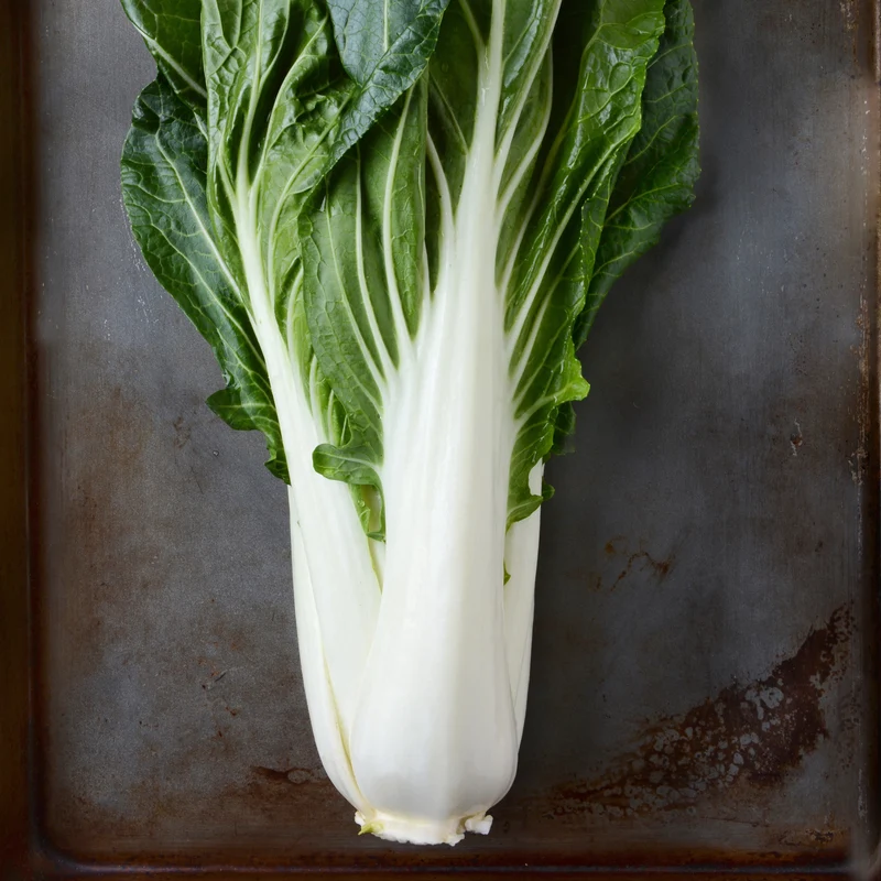 Légumes orientaux ‘White Jewel’ F1 ( Brassica rapa )