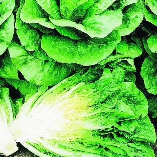 Laitue ‘Paris Island Select’ bio ( Lactuca sativa )