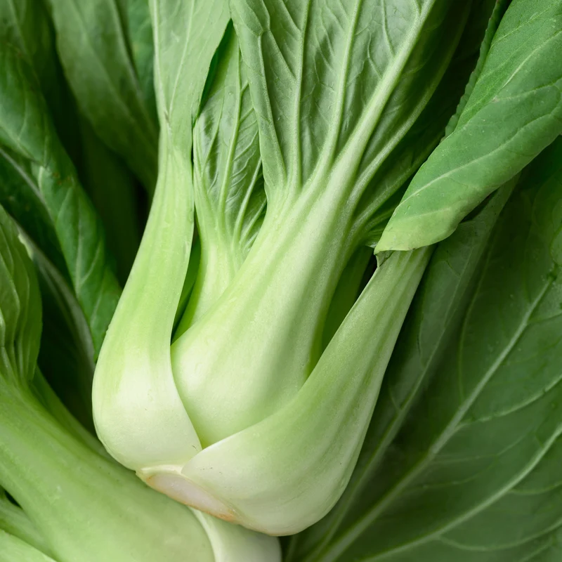Légumes orientaux ‘Joï Choï’ F1 ( Brassica rapa )