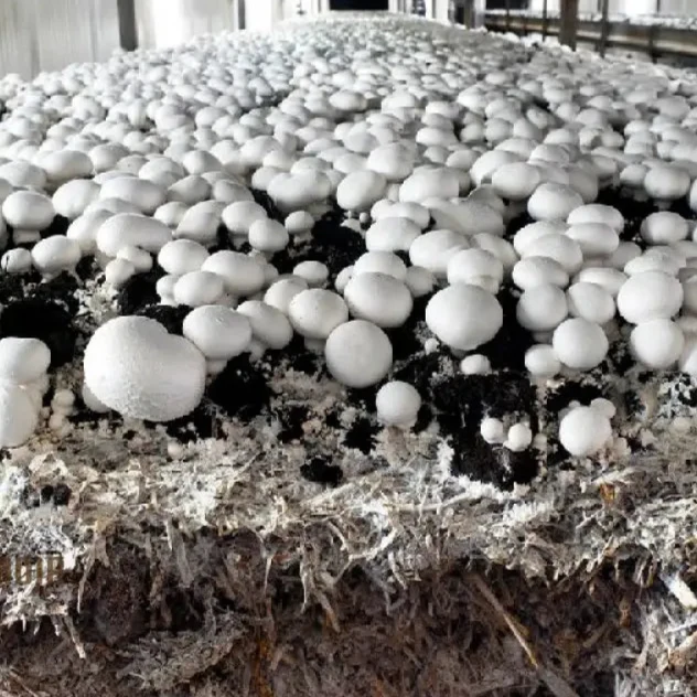 White Button Mushroom with Premium Vegetable Seeds for a Fresh and Versatile Addition to Your Culinary Garden