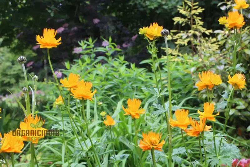 Trollius Golden Queen Seeds – Premium Garden Bloom Variety for Vibrant Planting