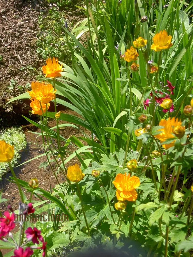 Trollius Golden Queen Seeds – Premium Garden Bloom Variety for Vibrant Planting