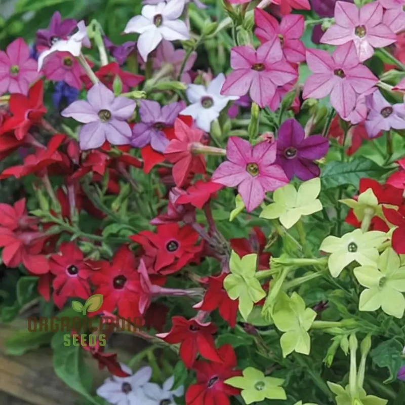 Nicotiana affinis Seeds – Sweet Scented Flowering Nicotiana for Garden Planting