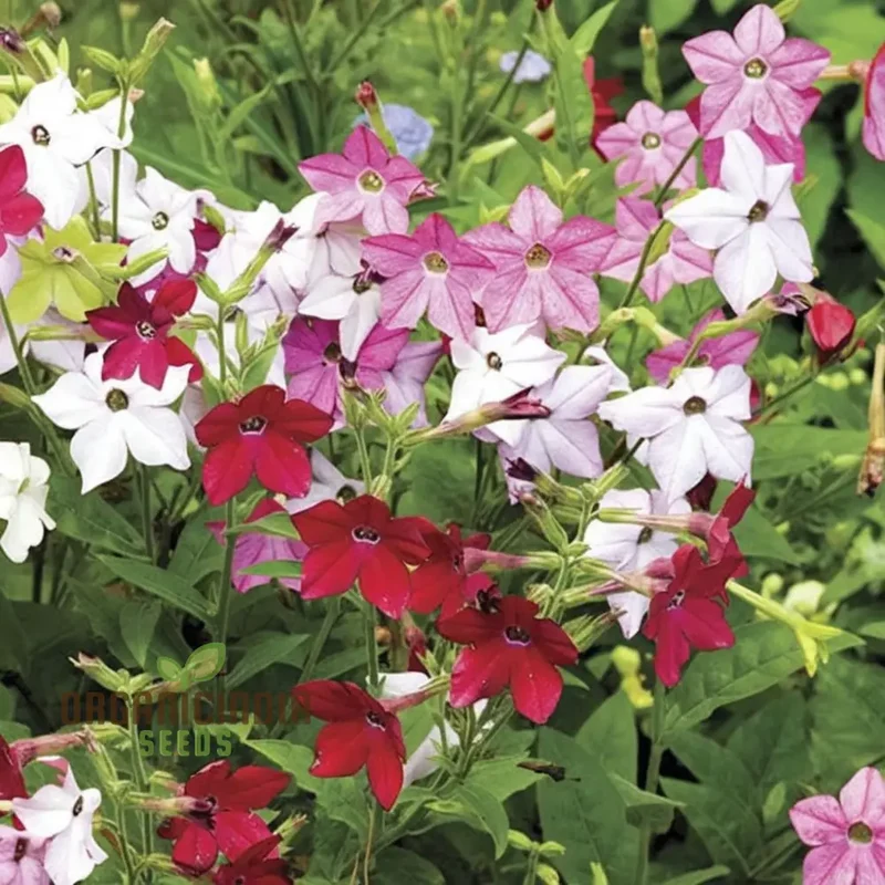 Nicotiana affinis Seeds – Sweet Scented Flowering Nicotiana for Garden Planting