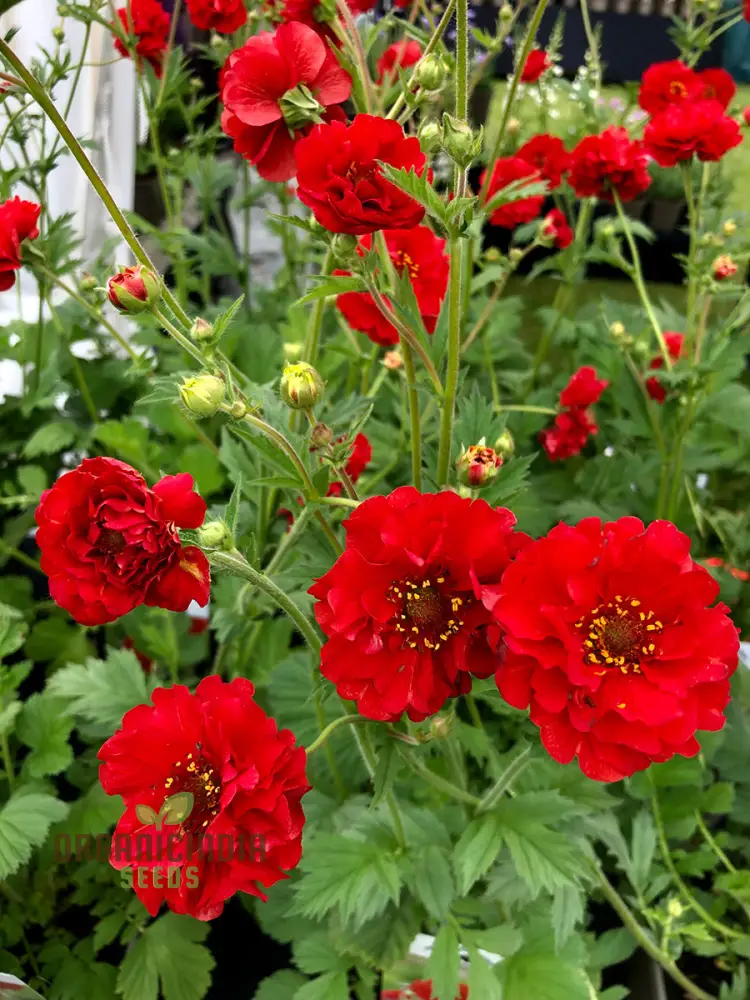 Geum Flora Plena Blazing Sunset Flower Seeds, Premium Garden Seeds for Stunning Blooms Gardening