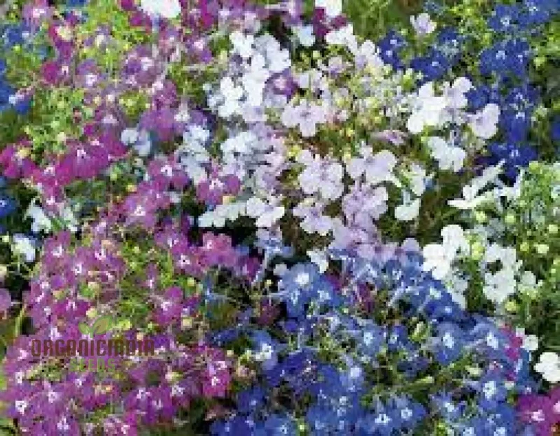 Cornflower and Lobelia String of Pearls Seeds for Gardening Enthusiasts - Cultivated for Stunning Blooms