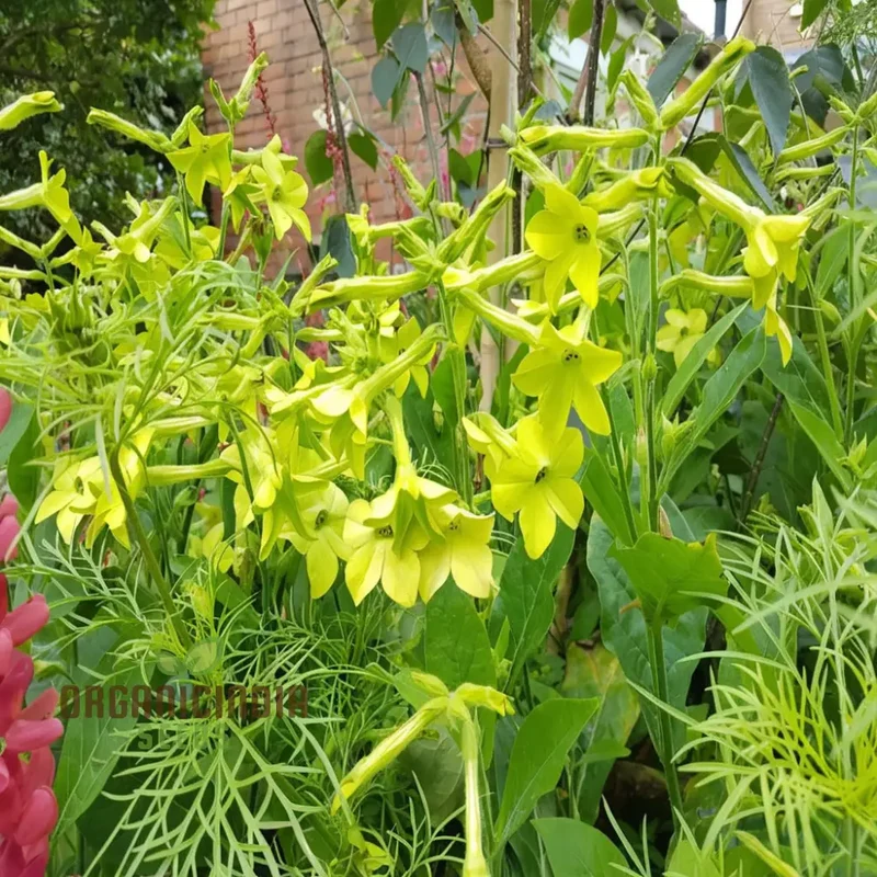 Nicotiana Seeds – Lime Green Flower Variety for Garden Planting