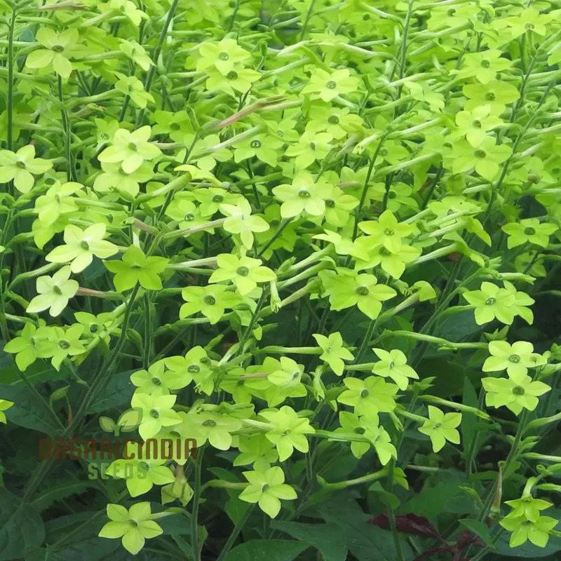 Nicotiana Seeds – Lime Green Flower Variety for Garden Planting
