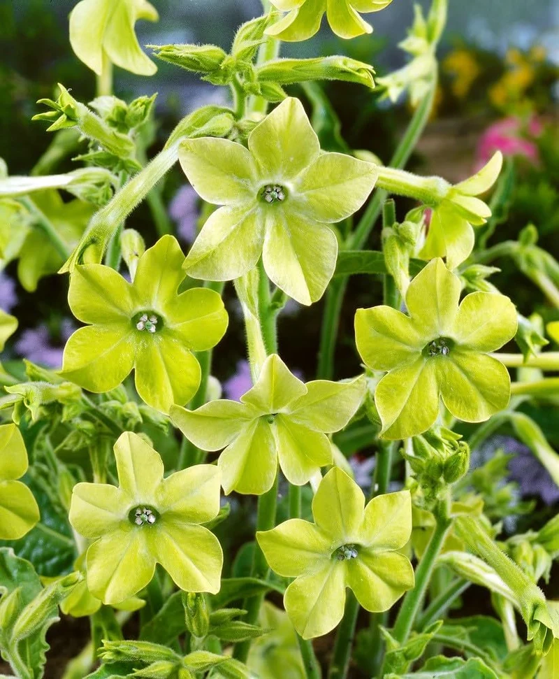 Nicotiana Seeds – Lime Green Flower Variety for Garden Planting