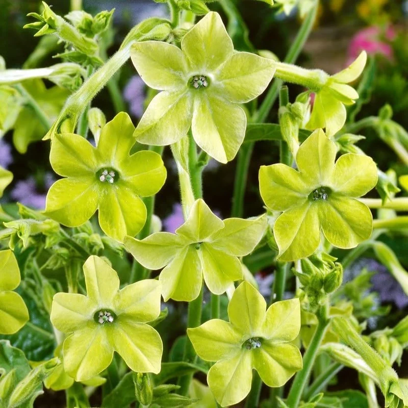 Nicotiana Seeds – Lime Green Flower Variety for Garden Planting