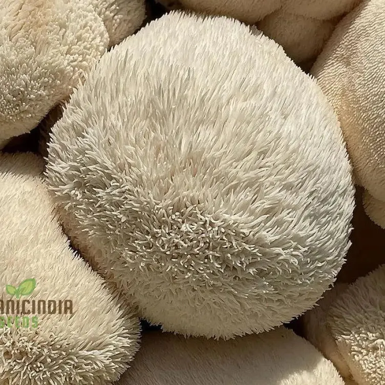 Lion's Mane Mushroom Seeds Grow Kit,, Cultivate Exotic Edible Fungi at Home with All-in-One Vegetable Seed Package