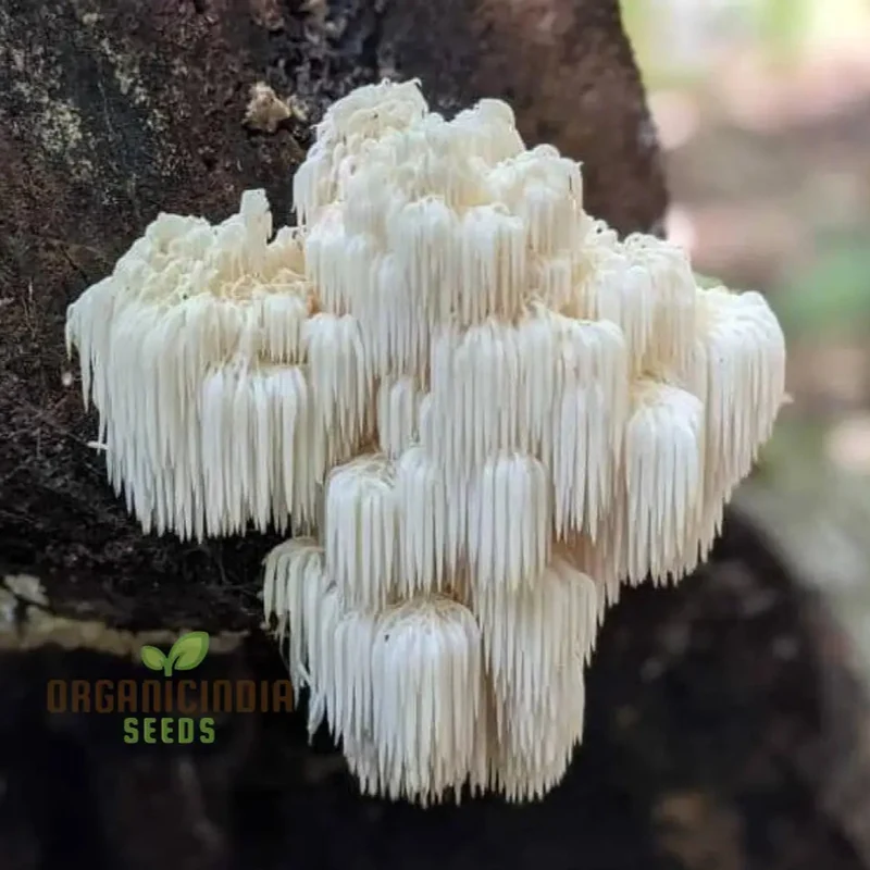 Lion's Mane Mushroom Seeds Grow Kit,, Cultivate Exotic Edible Fungi at Home with All-in-One Vegetable Seed Package