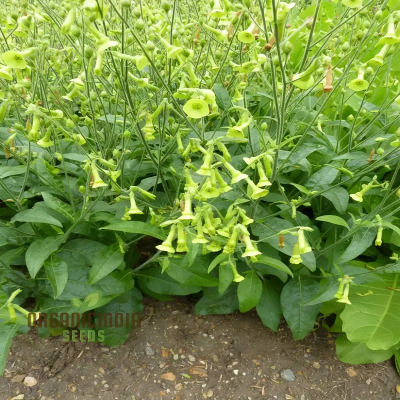 Nicotiana Langsdorffii Seeds - Grow Unique and Elegant Flowering Plants in Your Garden